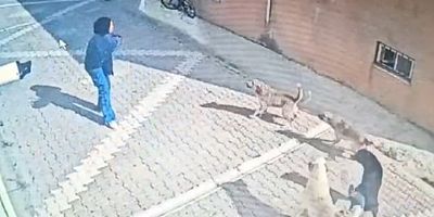 Başıboş köpekler kız öğrenciye saldırdı