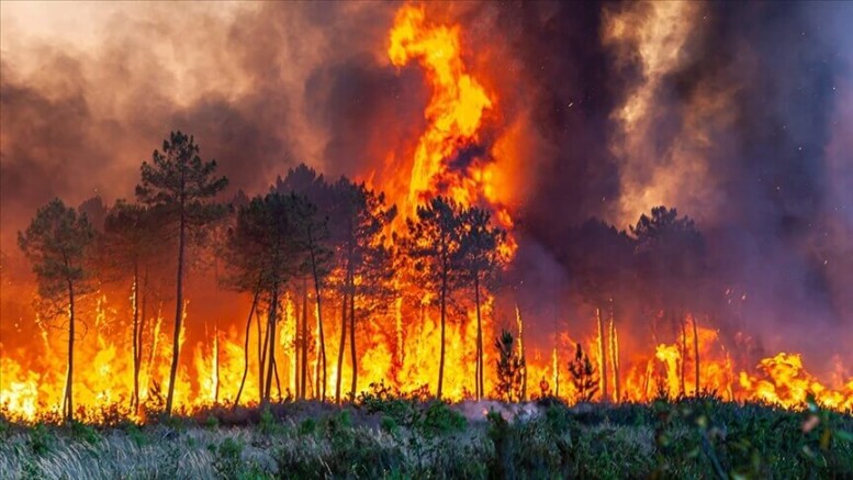 Kazakistan 60 bin hektarlık alanı aşan orman yangınıyla mücadele ediyor
