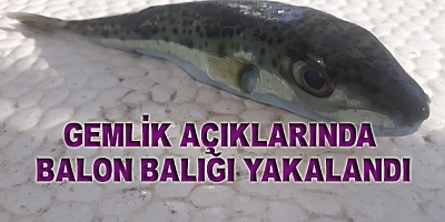 Balıkçıların Kabusu Balon Balığı Marmara Denizinde Yakalandı