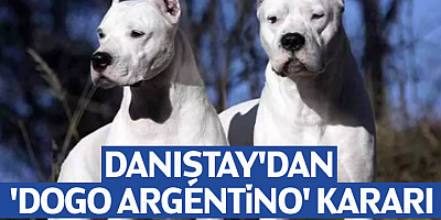 Danıştay'dan 'Dogo Argentino' kararı