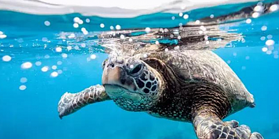 Deniz kaplumbağaları ölüm saçıyor!
