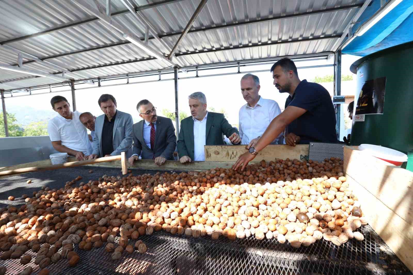 İnegölde Hedef 42 Bin Ton Ceviz