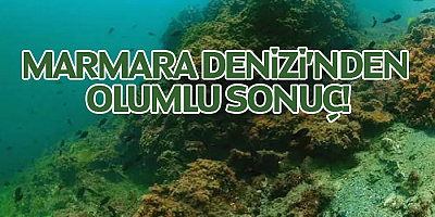 Marmara Denizi'nde koruma çalışmaları sonuç verdi; biyoçeşitlilikte artış var