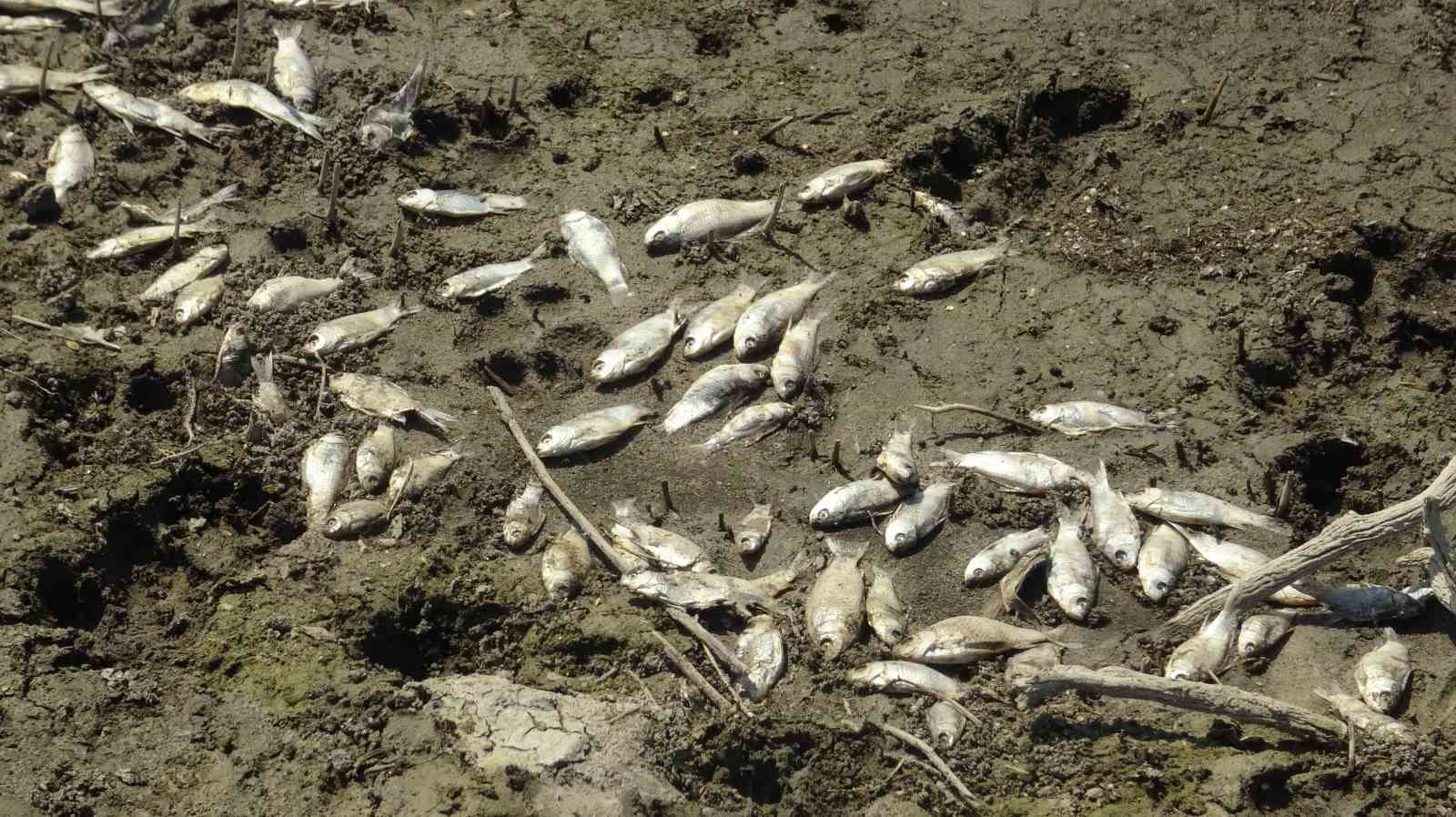 Bursa Kocasu Deresinde Balık Ölümleri