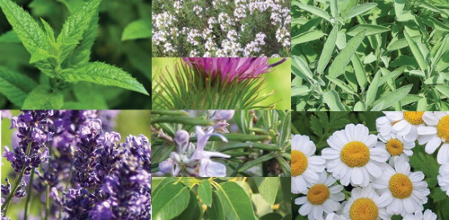 Tıbbi aromatik bitkilerin kontrolsüz kullanımının tehlikesi!